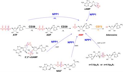 Heparins are potent inhibitors of ectonucleotide pyrophosphatase/phospho-diesterase-1 (NPP1) – a promising target for the immunotherapy of cancer